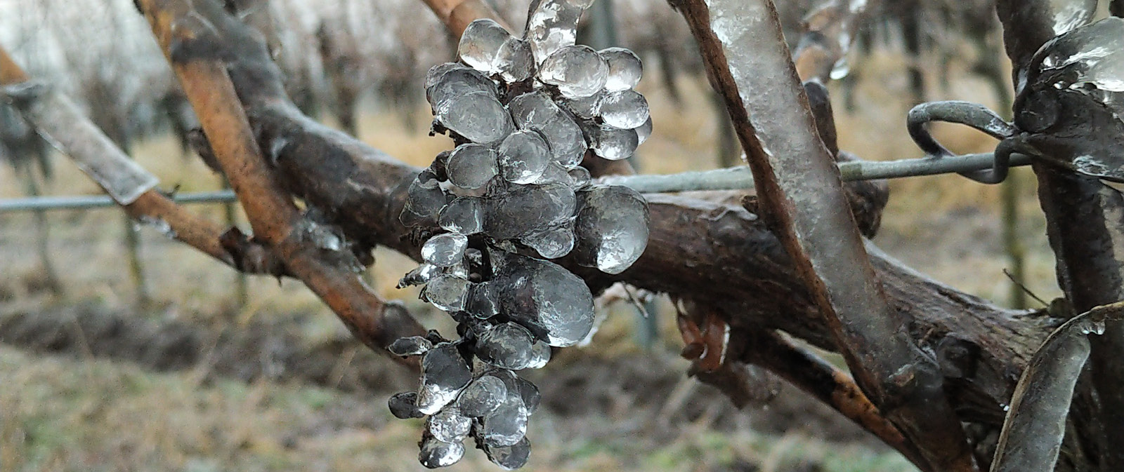 Winterliche Reben des Weingut Wimmer-Czerny