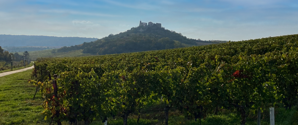 Panorama des Weingut Kramer