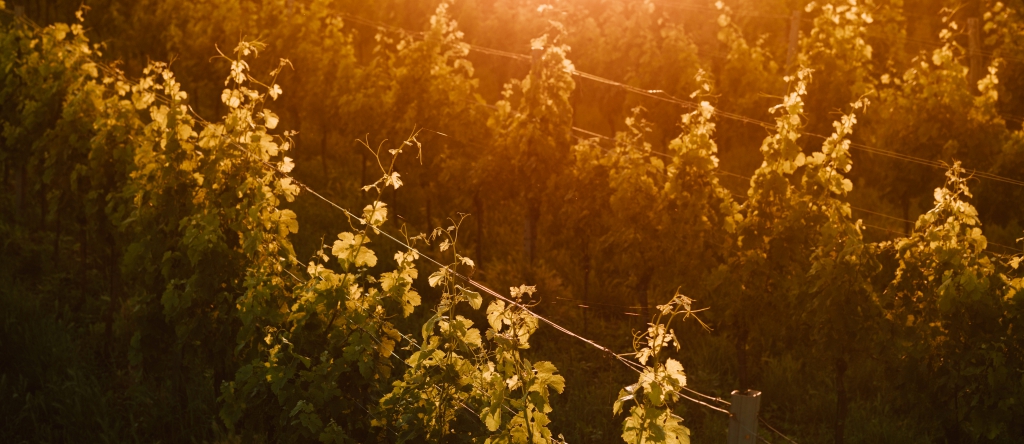 Panorama des Weingut Netzl