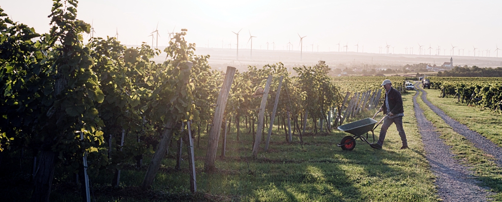 Das Weingut Netzl