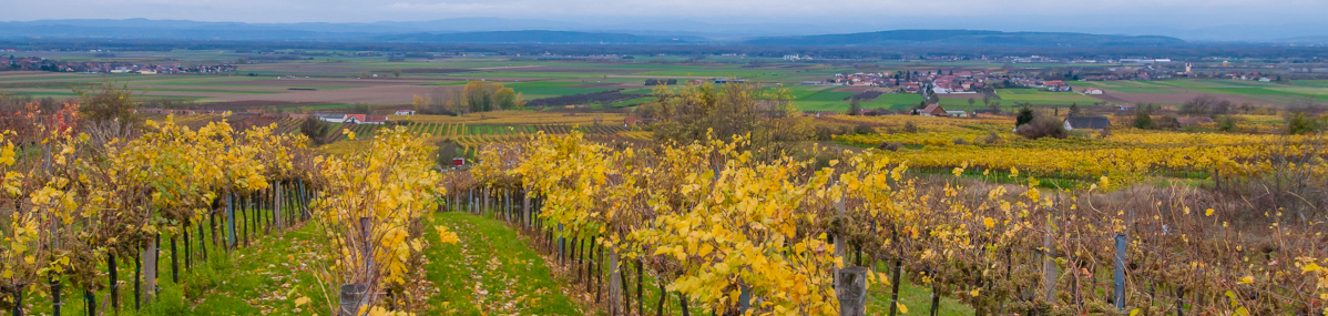 Crowdfunding Mit Weingut Roch