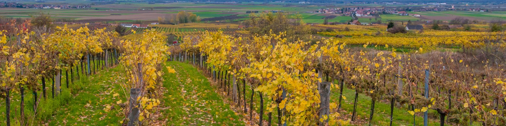 Die Weingärten des Weingut Roch
